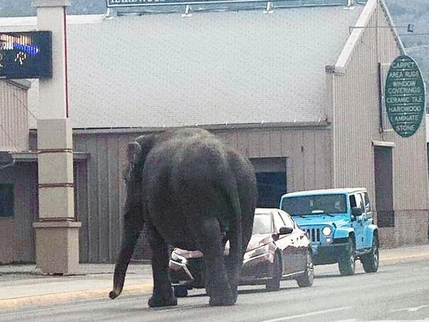 SAD: Gradskim ulicama prošetao slon, ljudi vadili mobitele da ga snime